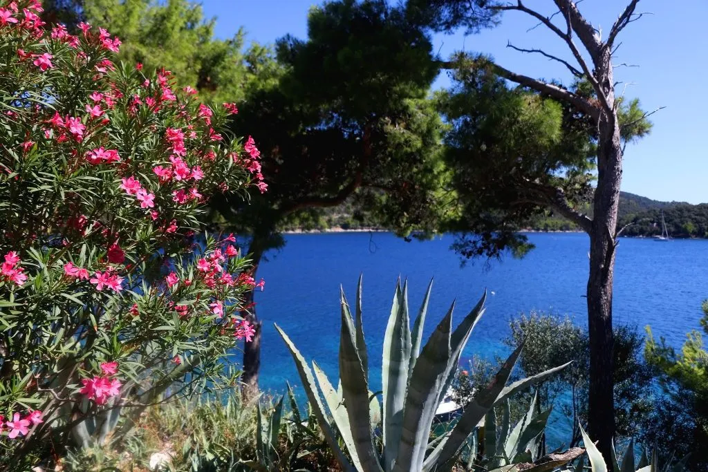 Rosa Oleanderbusch, Sukkulenten und Kiefern am Meer. Schöne Landschaft auf der Insel Lastovo, Kroatien. Selektiver Fokus.