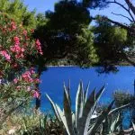 Rosa Oleanderbusch, Sukkulenten und Kiefern am Meer. Schöne Landschaft auf der Insel Lastovo, Kroatien. Selektiver Fokus.